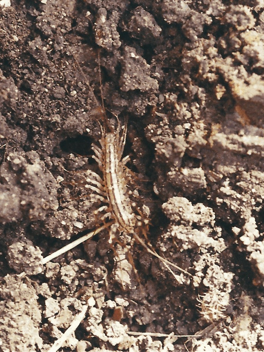 Afficher le média scutigera_coleoptrata2md scutigera_coleoptrata2md