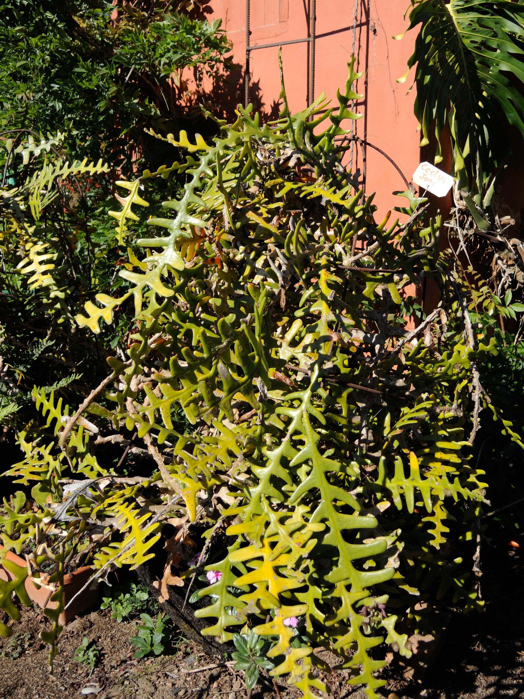 selenicereus_anthonyanus1md