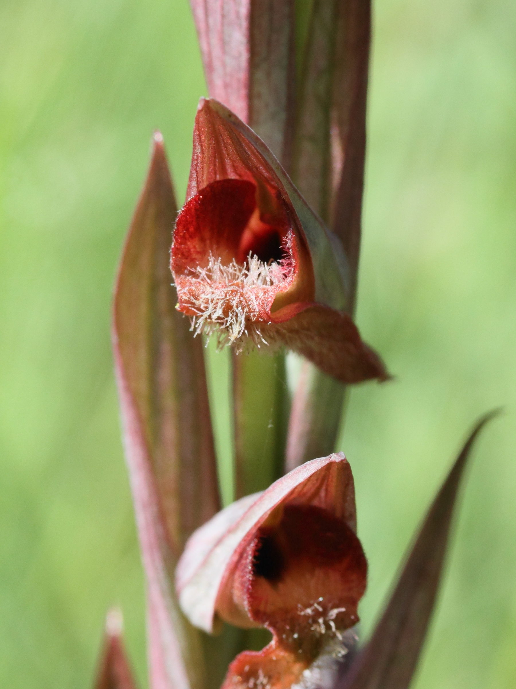 serapias_vomeracea2md