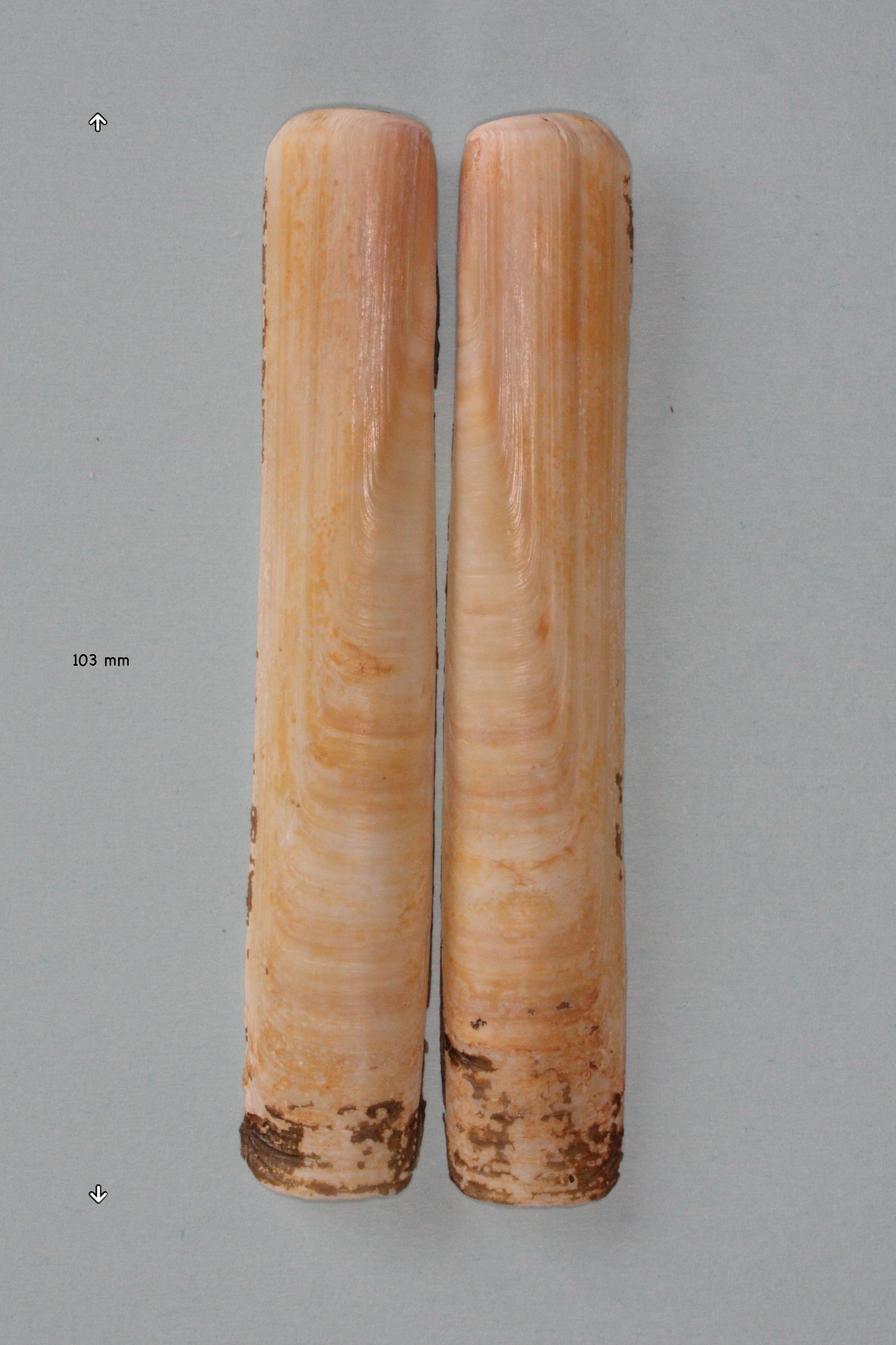 solen_marginatus1amd