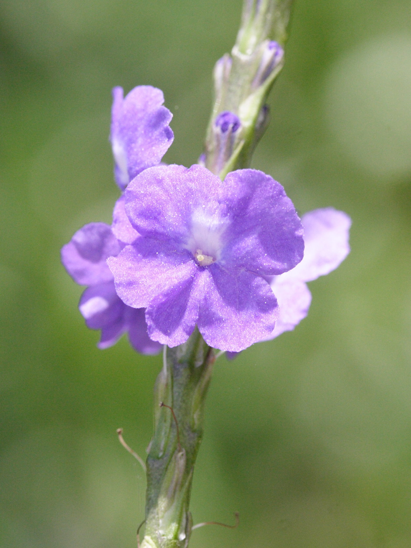 stachytarpheta_jamaicensis2md