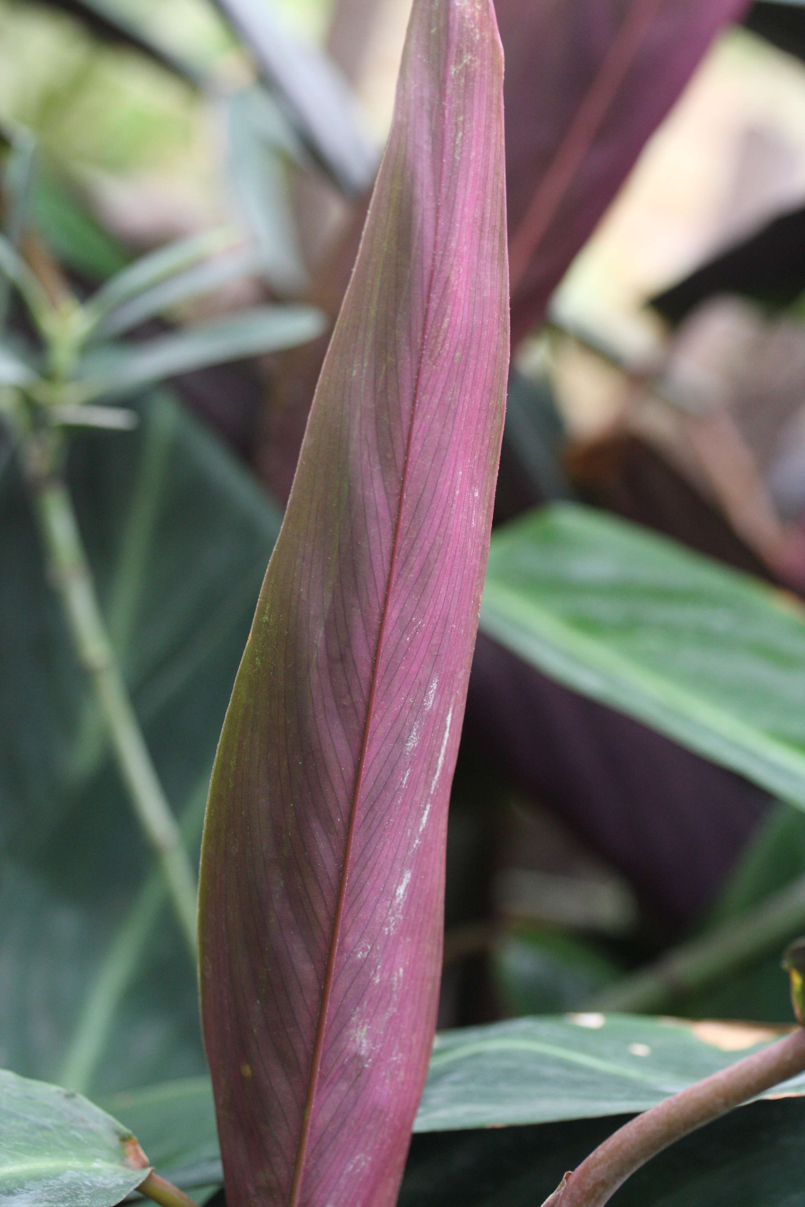 stromanthe_sanguinea3md