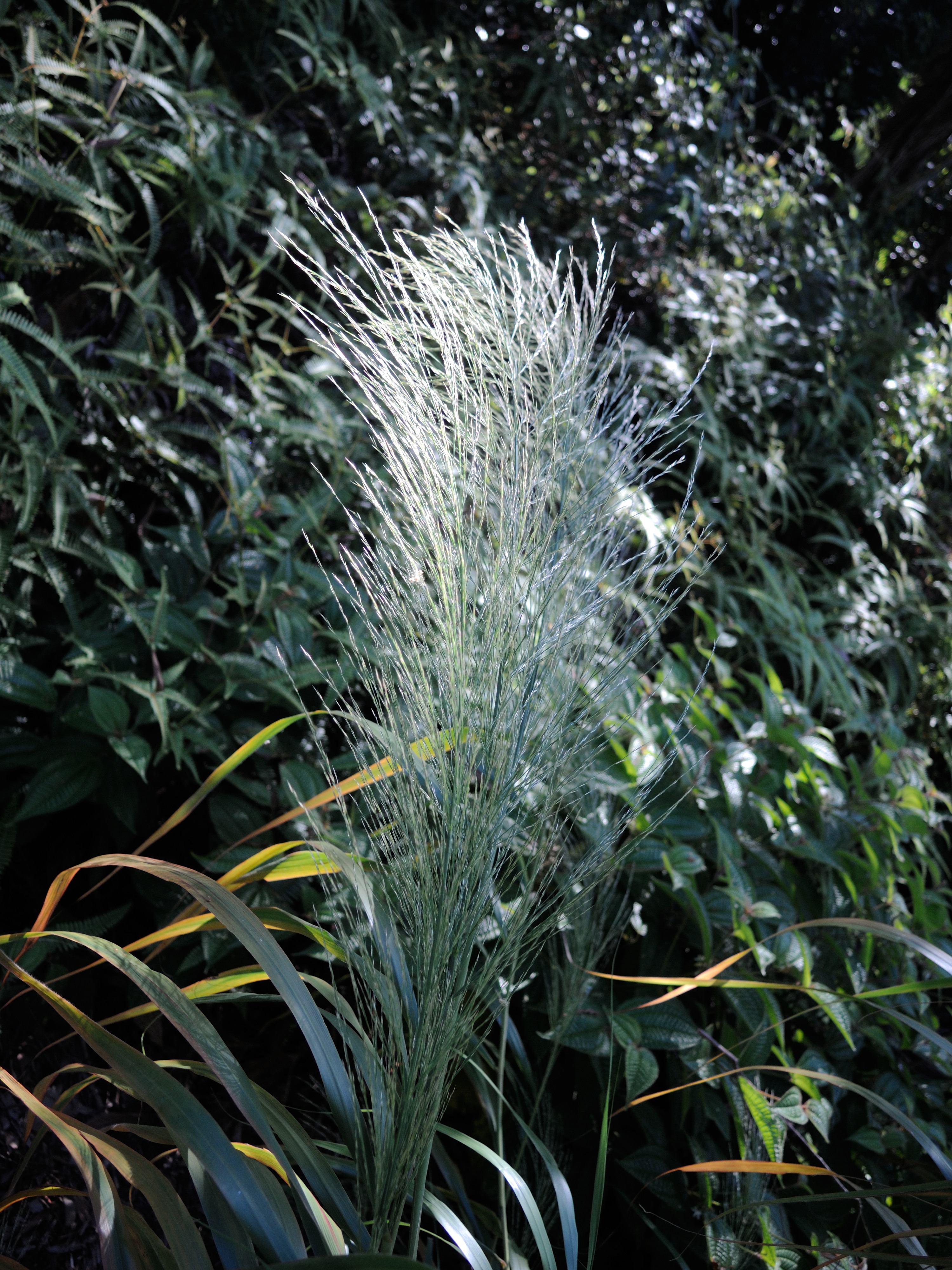 Afficher le média thysanolaena_latifolia3md thysanolaena_latifolia3md