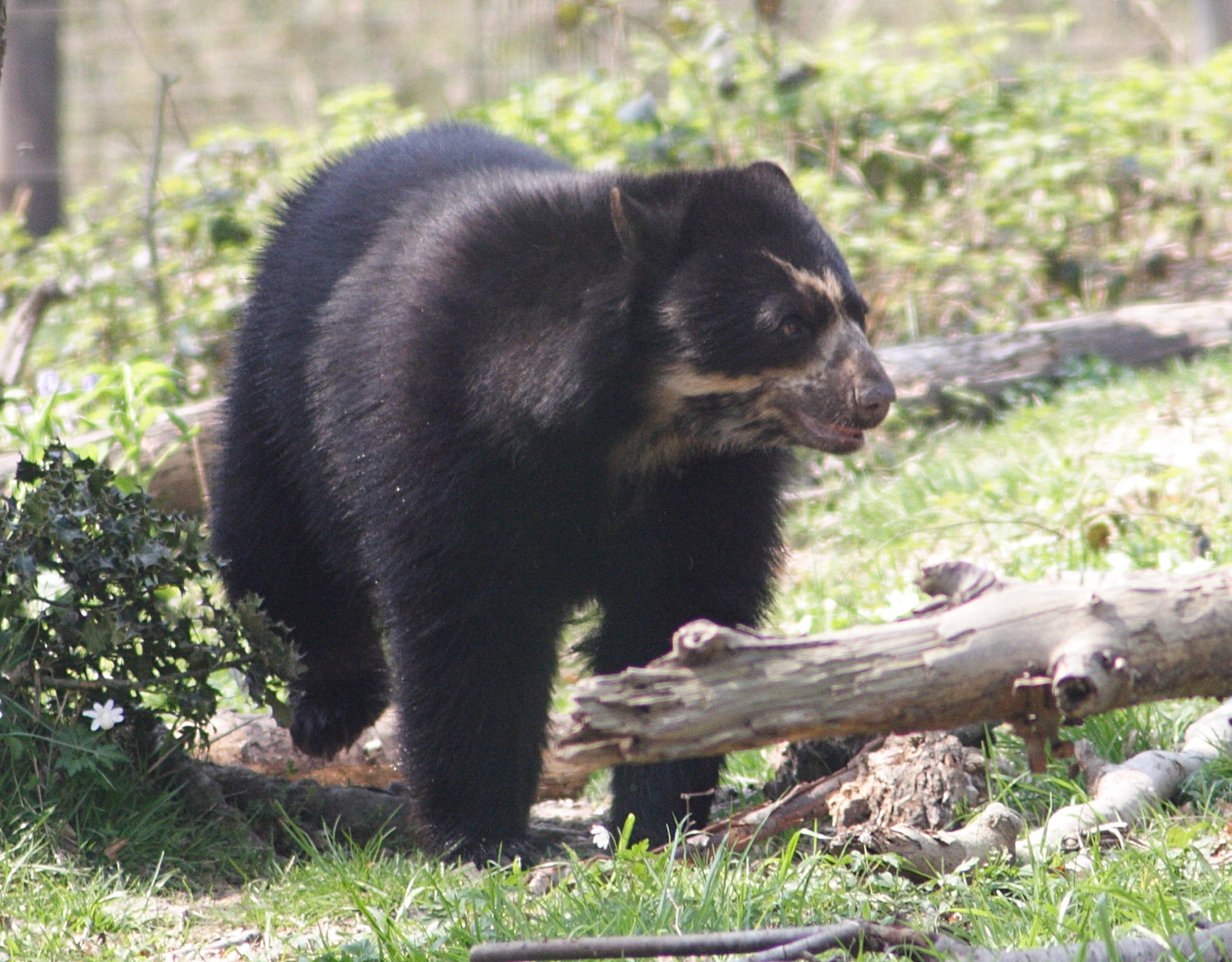 tremarctos_ornatus1md