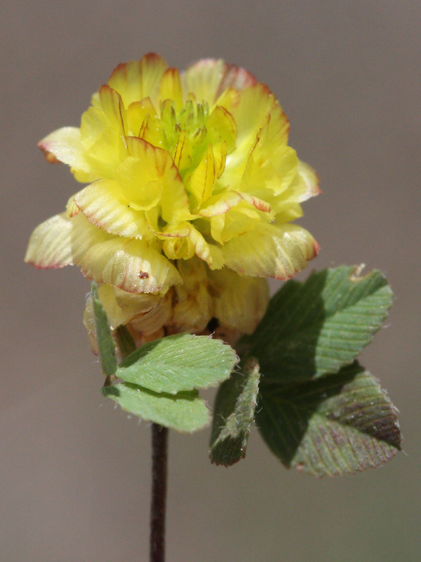 trifolium_campestre2md