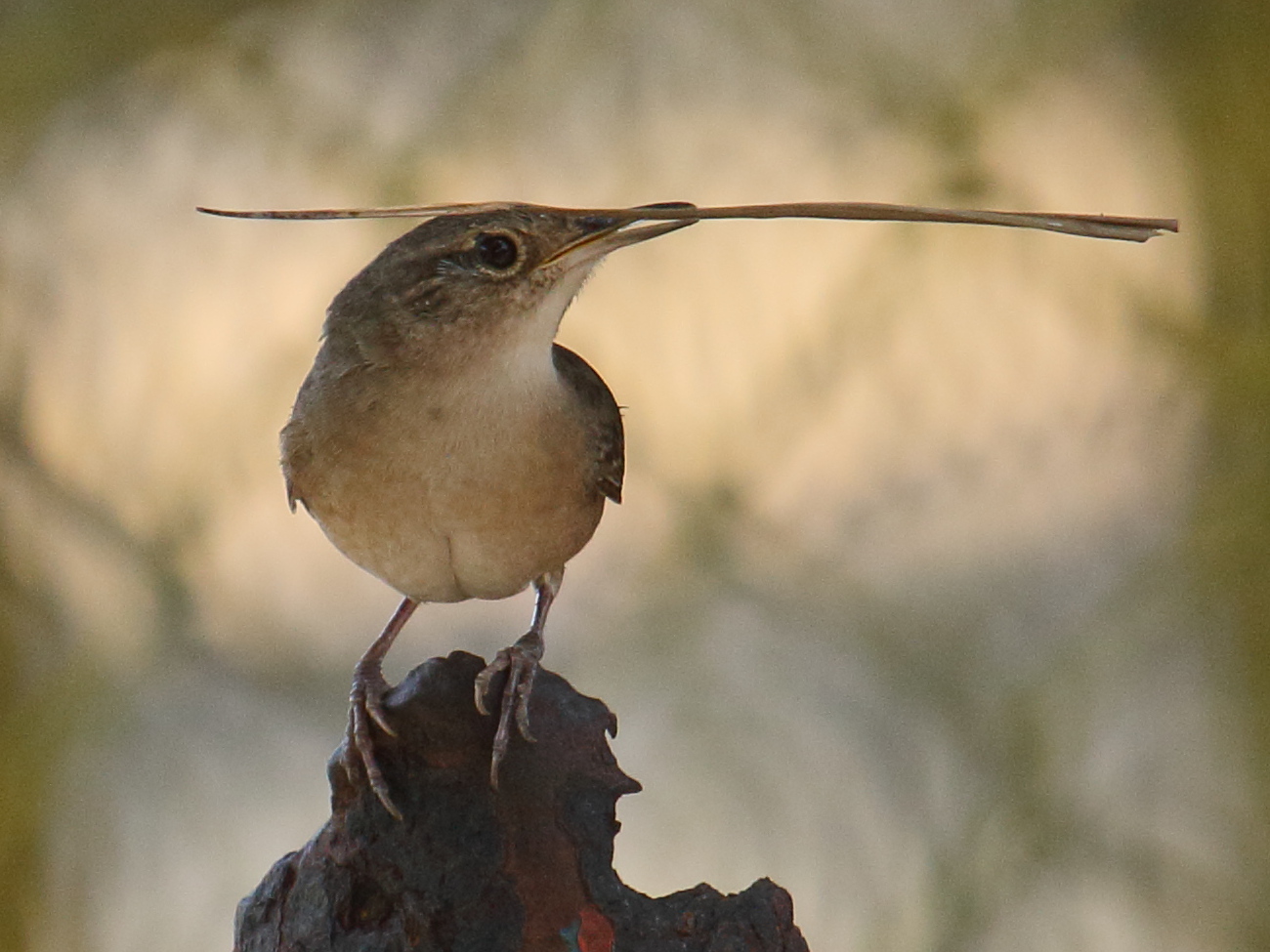 troglodyte_familier_-_troglodytes_aedon4bd