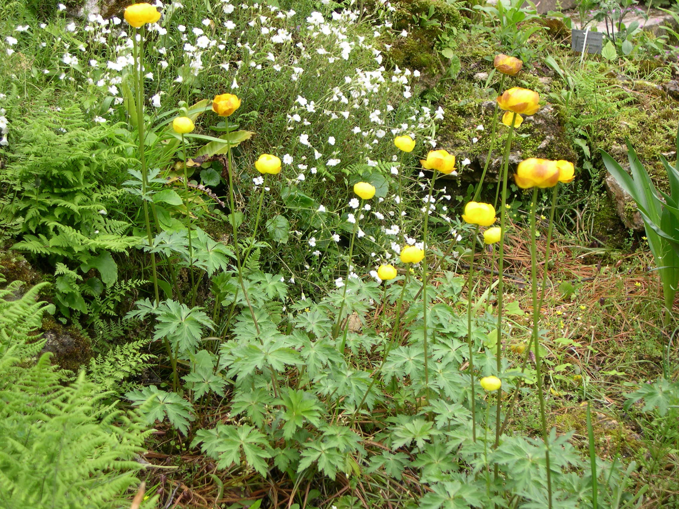 trollius_europaeus1md