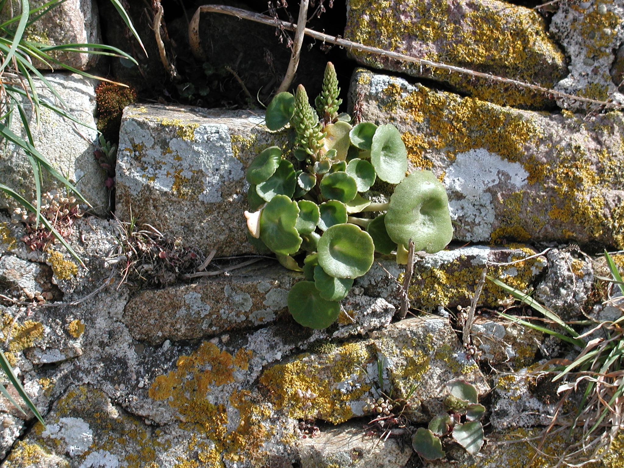 umbilicus_rupestris1md