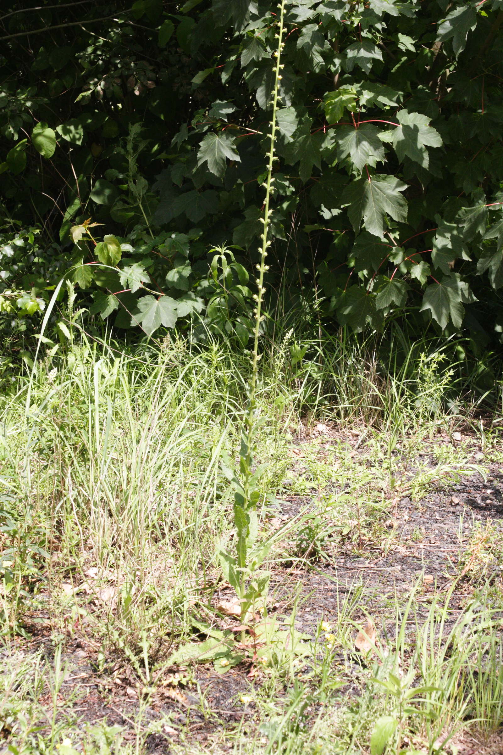 verbascum_virgatum2md