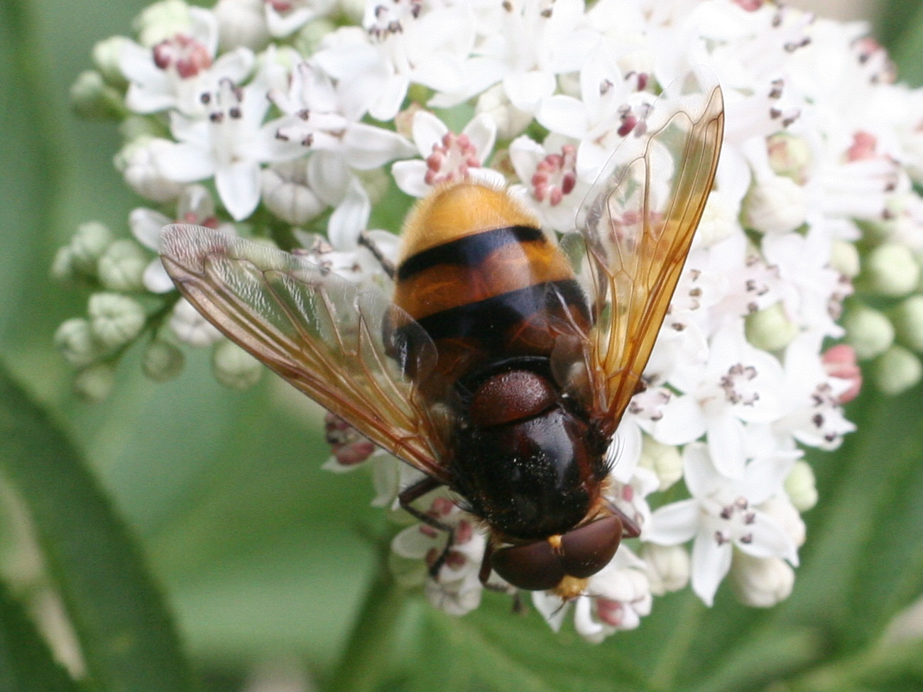 volucella_zonaria2md