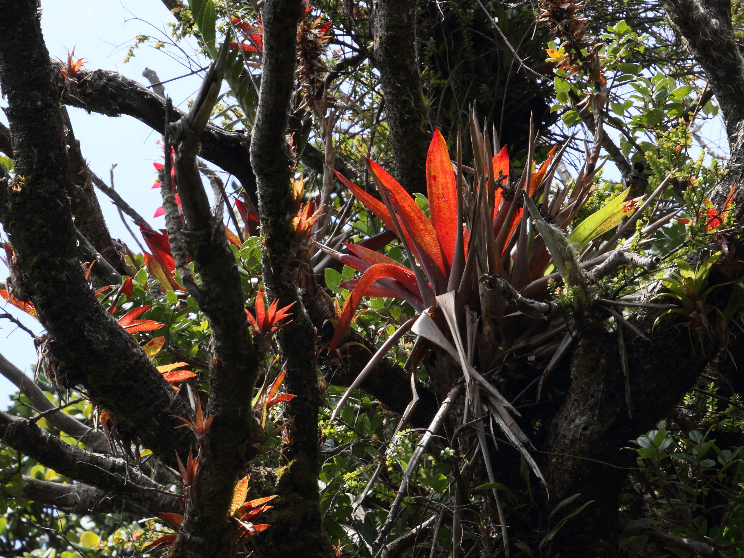 vriesea_ororiensis3md