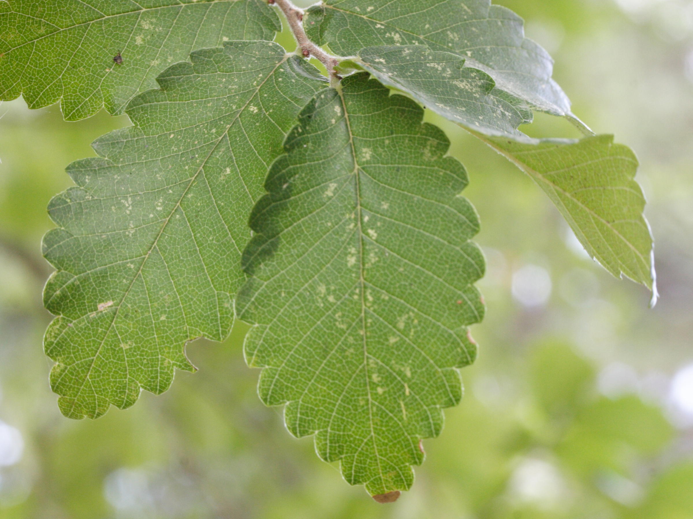 zelkova_carpinifolia4md