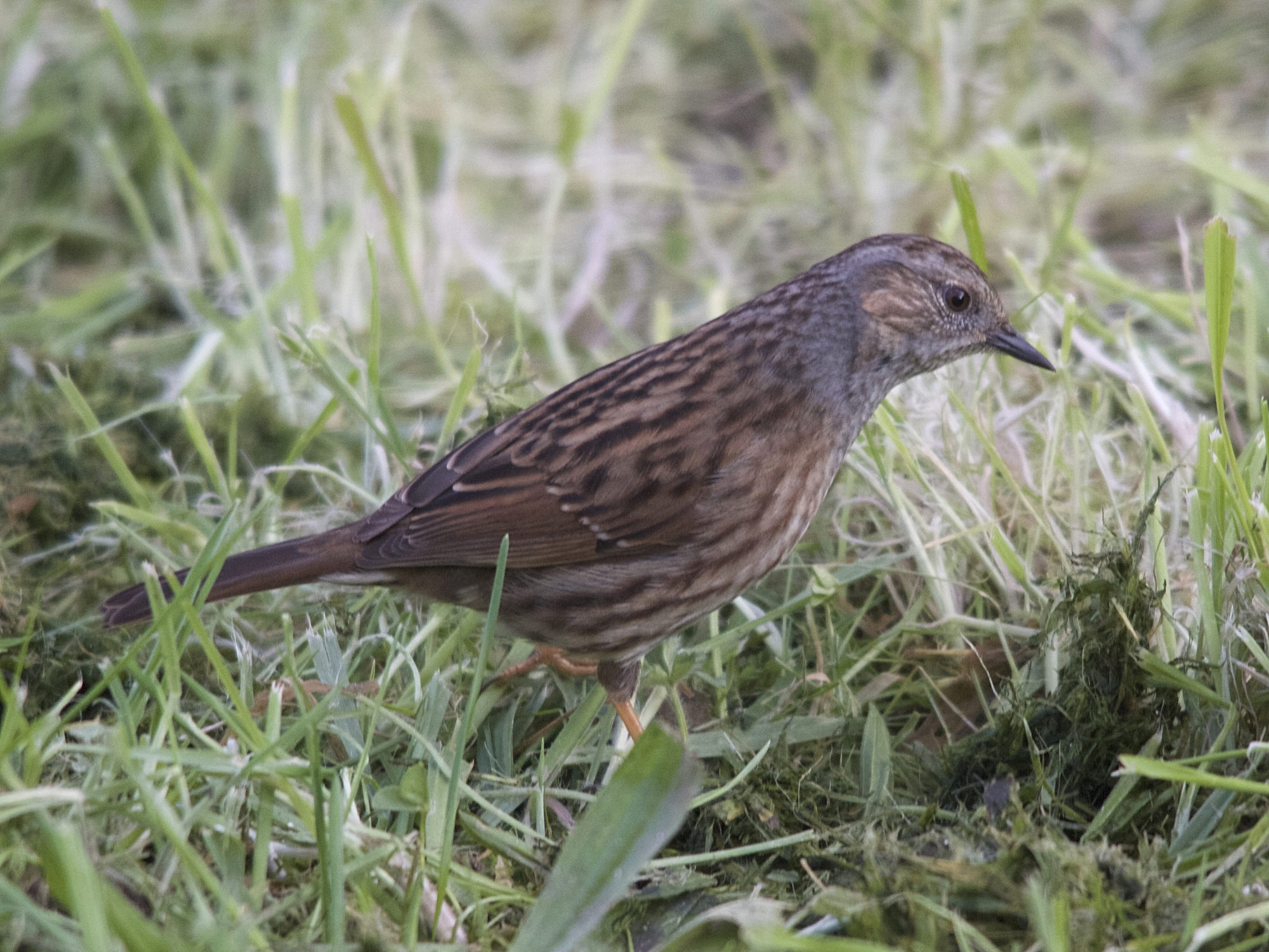 accenteur_mouchet_-_prunella_modularis3md