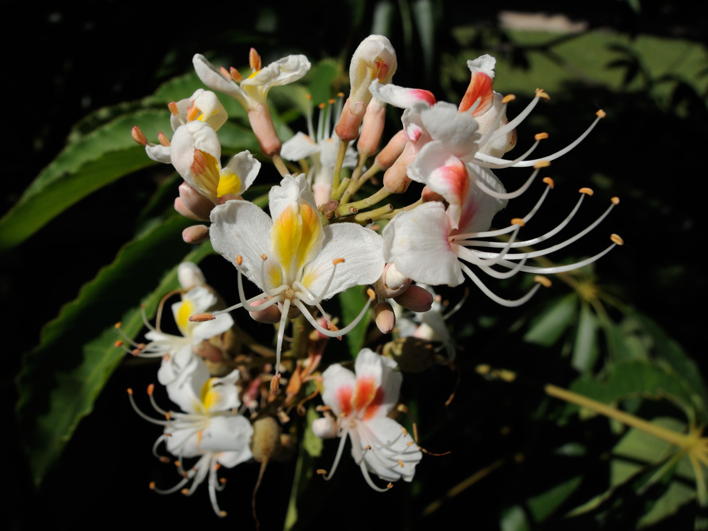 aesculus_chinensis2md