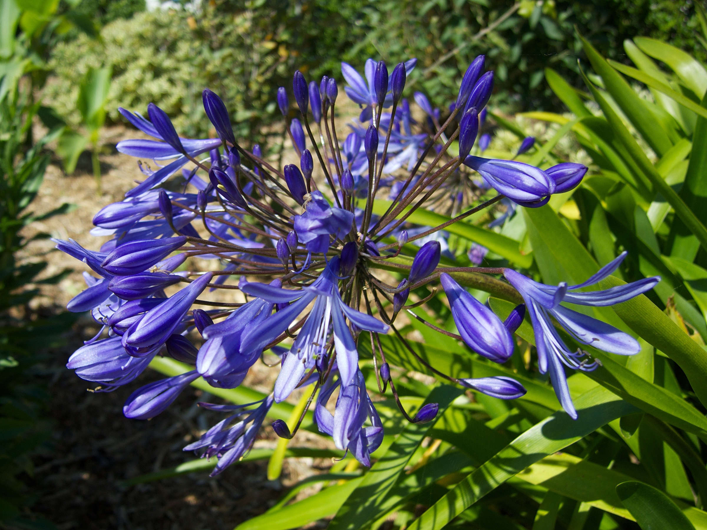 agapanthus_praecox2md
