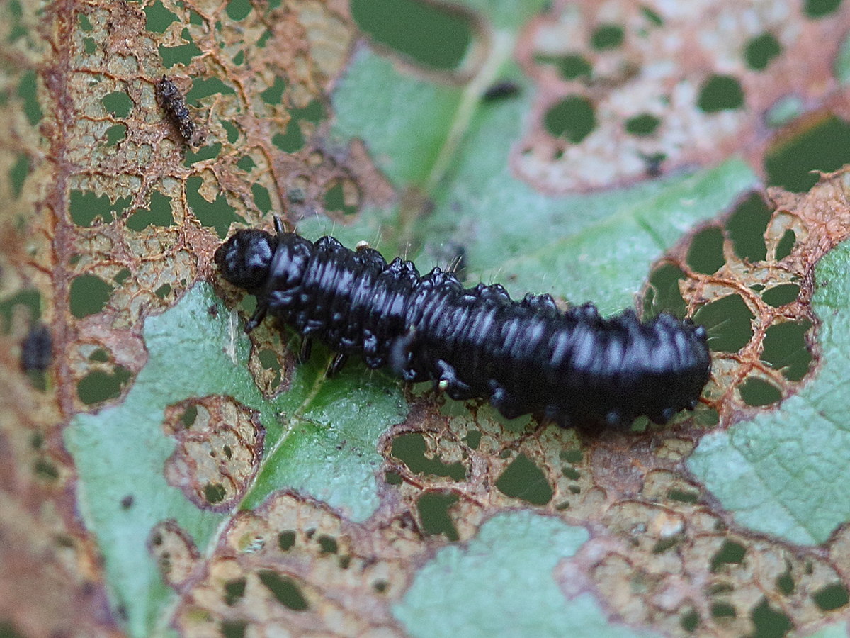 Afficher le média agelastica_alni5bd agelastica_alni5bd