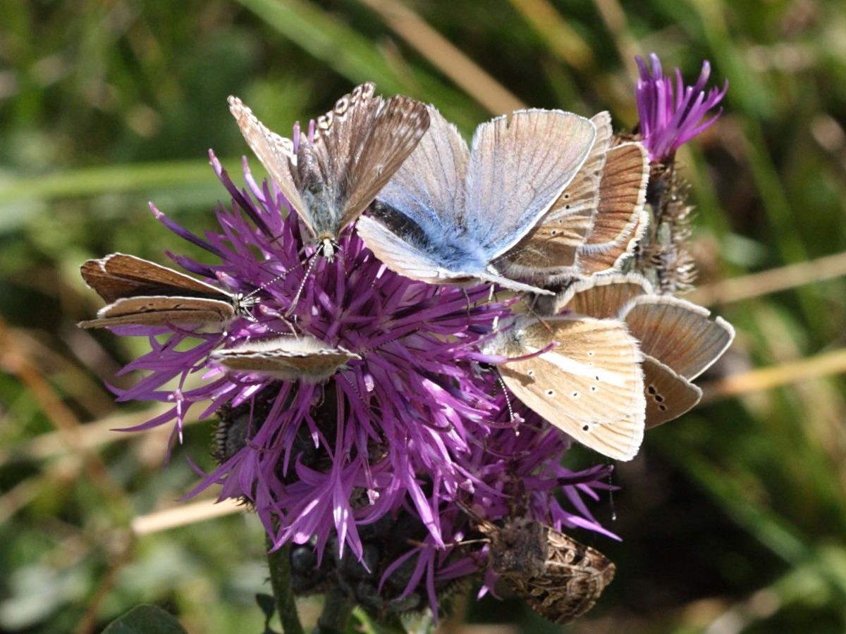 agrodiaetus_damon3sd