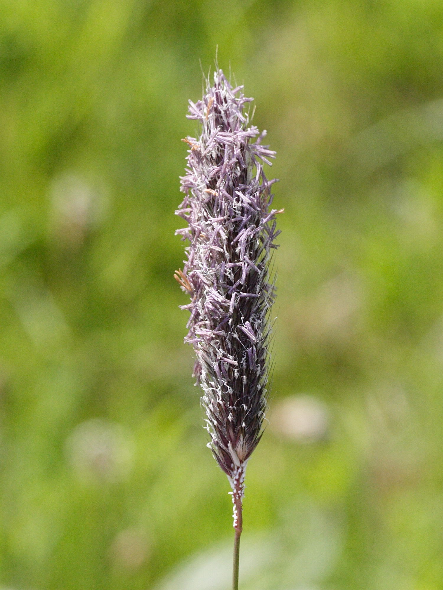 alopecurus_pratensis3md