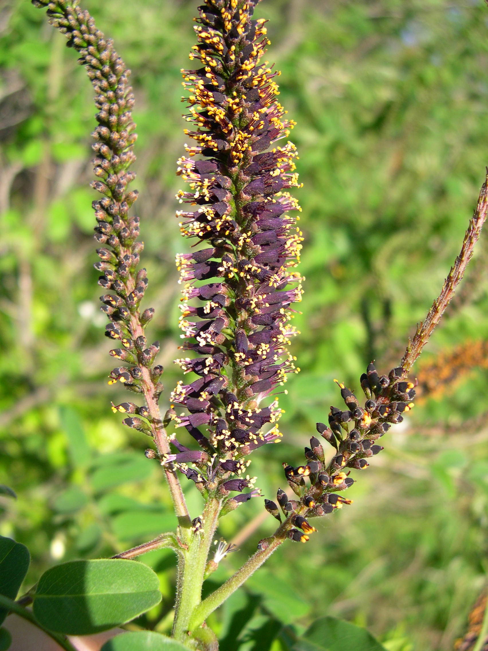 Afficher le média amorpha_fruticosa3md amorpha_fruticosa3md