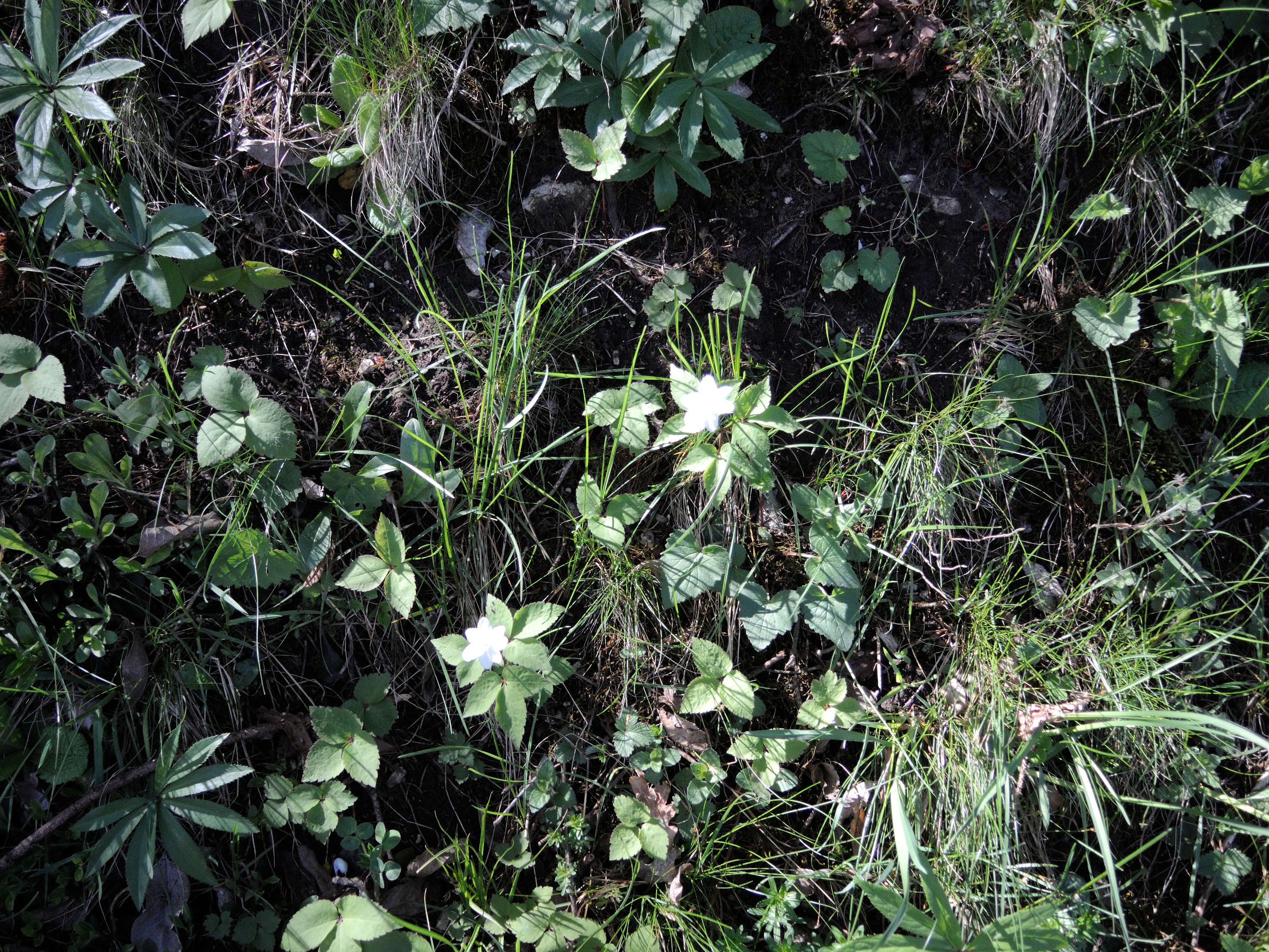 Afficher le média anemone_trifolia1md anemone_trifolia1md