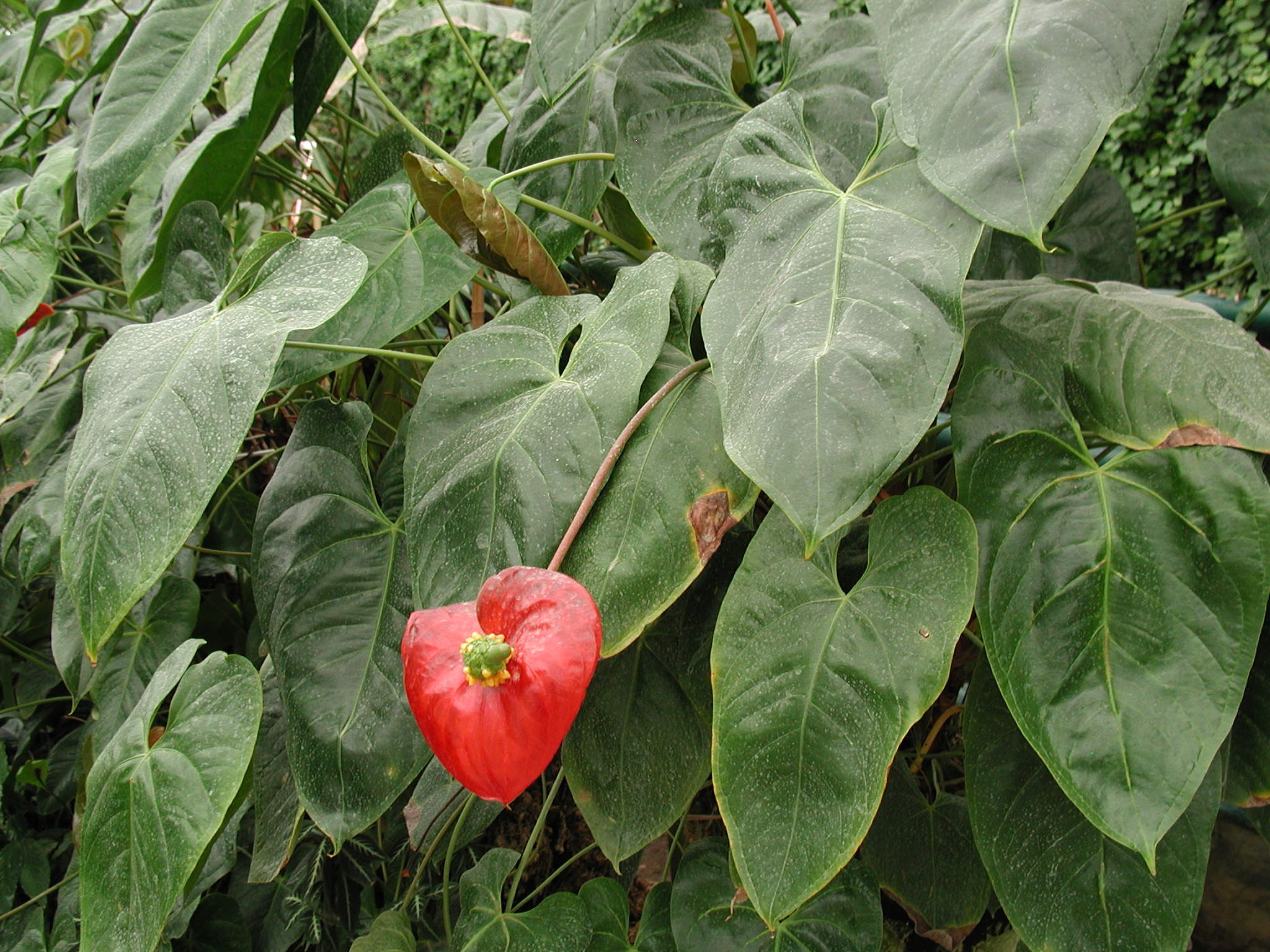anthurium_andraeanum2md