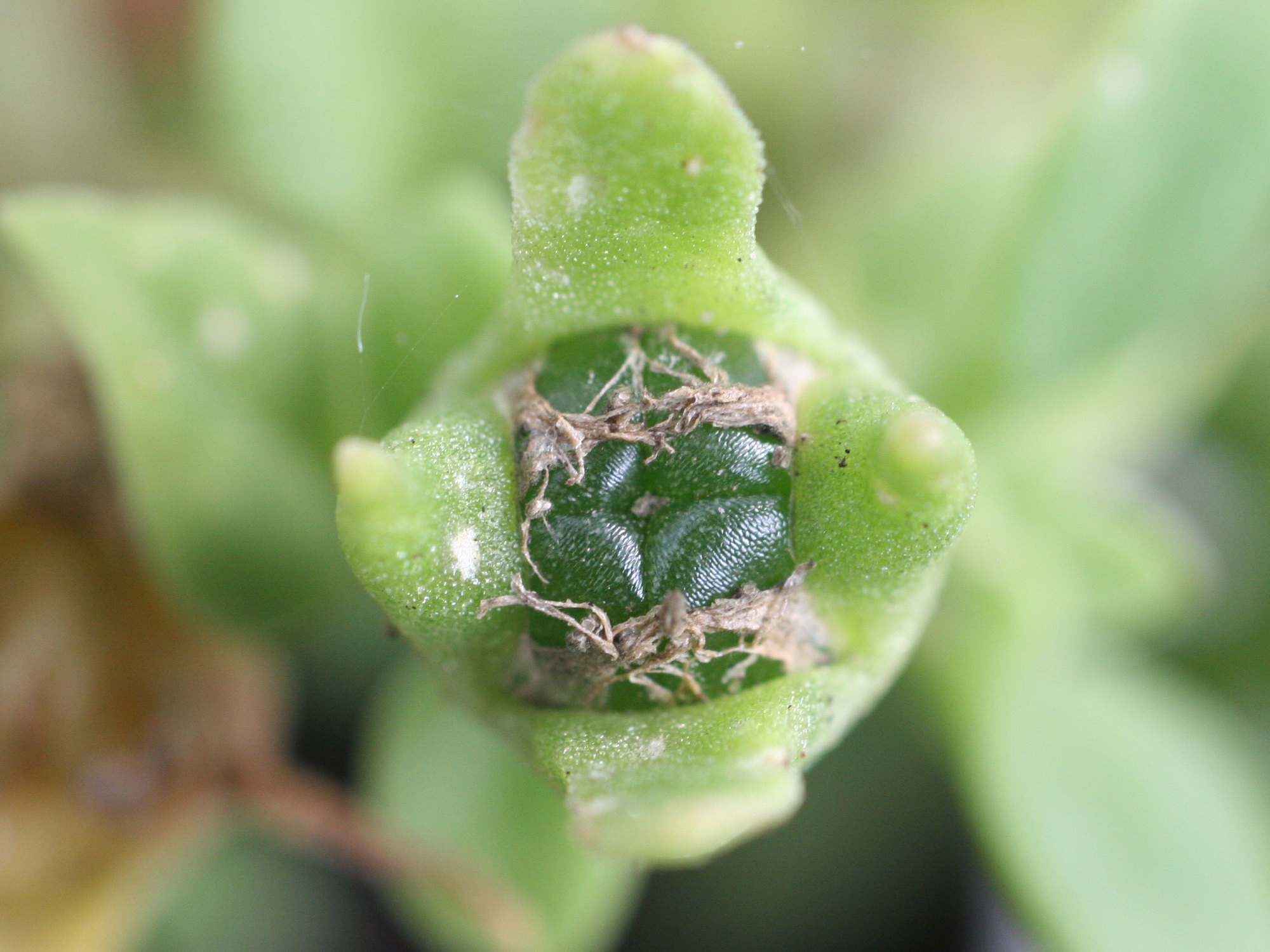 Afficher le média aptenia_cordifolia5md aptenia_cordifolia5md