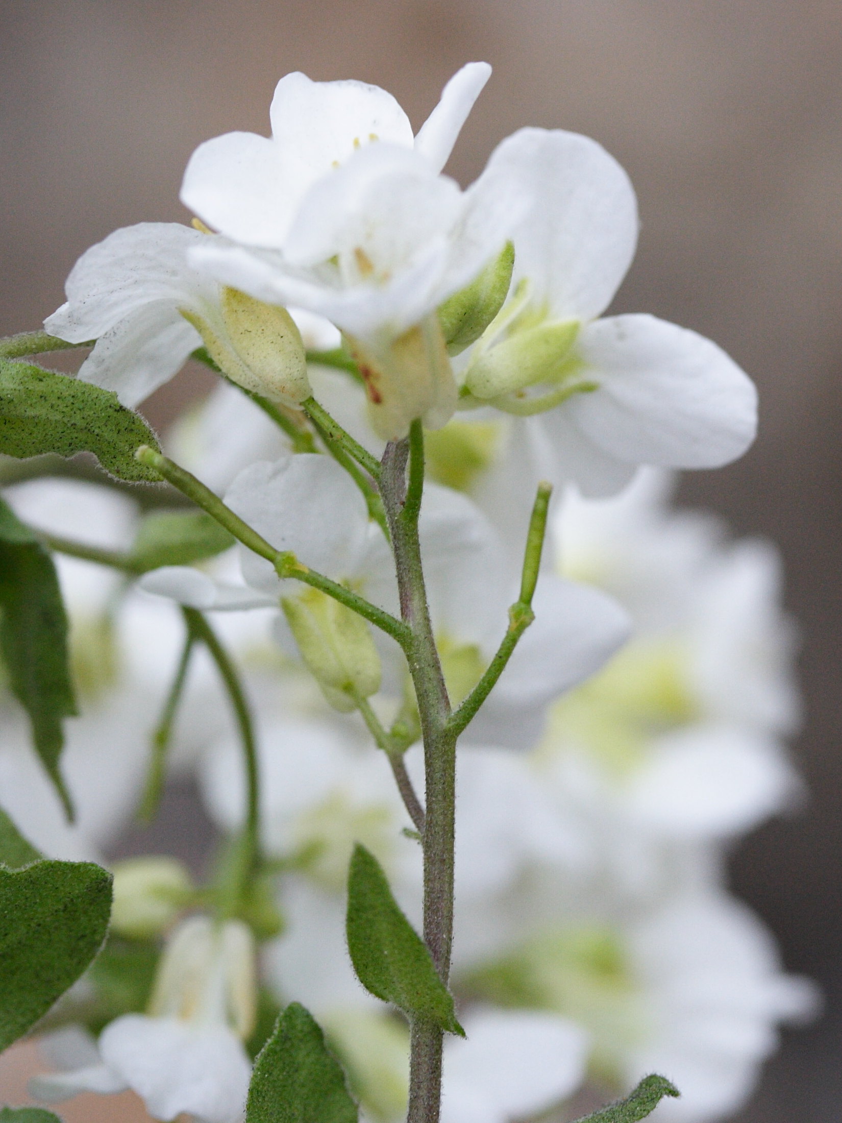 Afficher le média Arabis_alpina Arabis_alpina