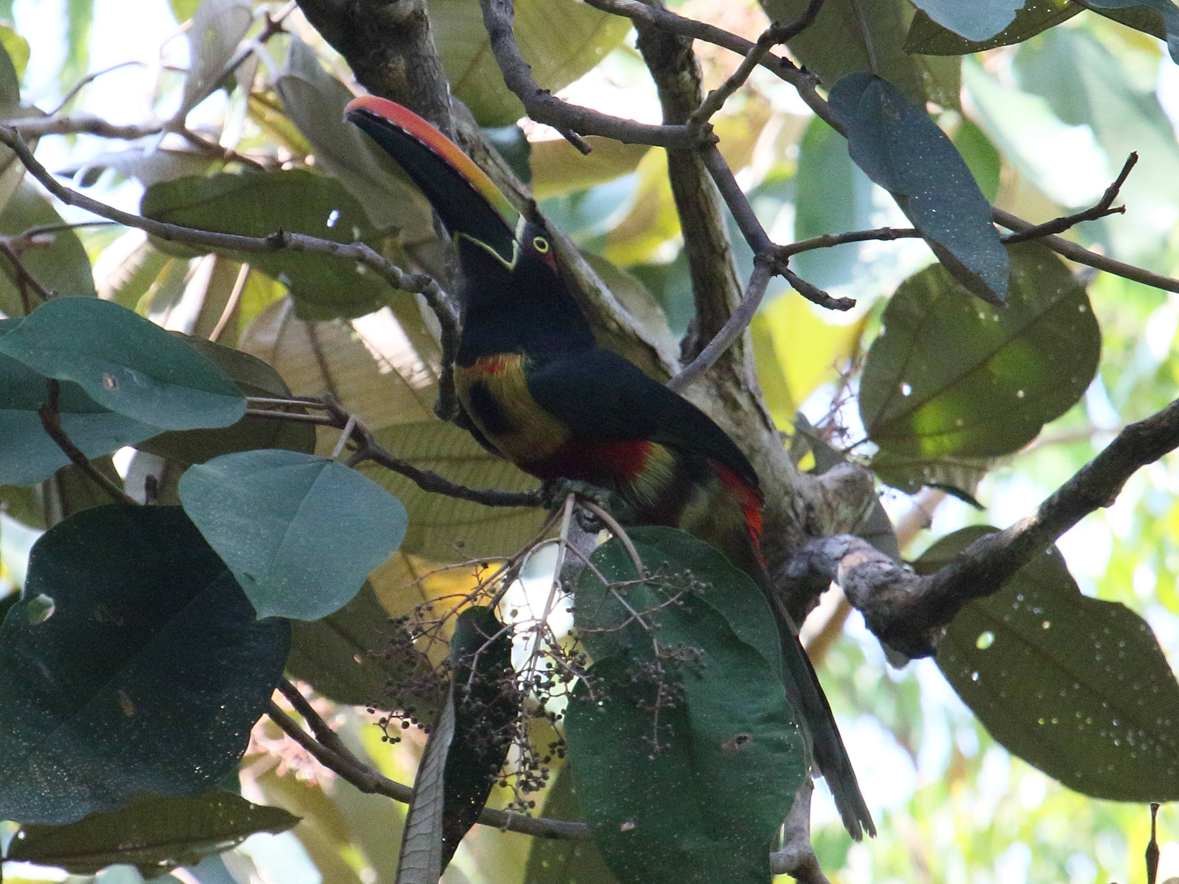 aracari_de_frentzius_-_pteroglossus_frantzii3bd
