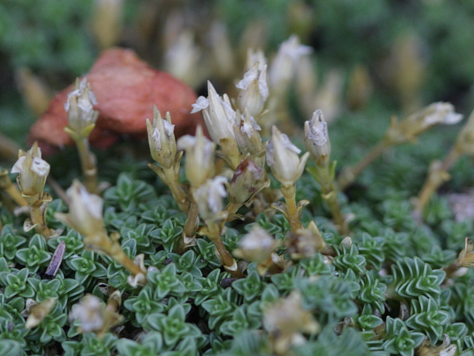 arenaria_tetraquetra2bd