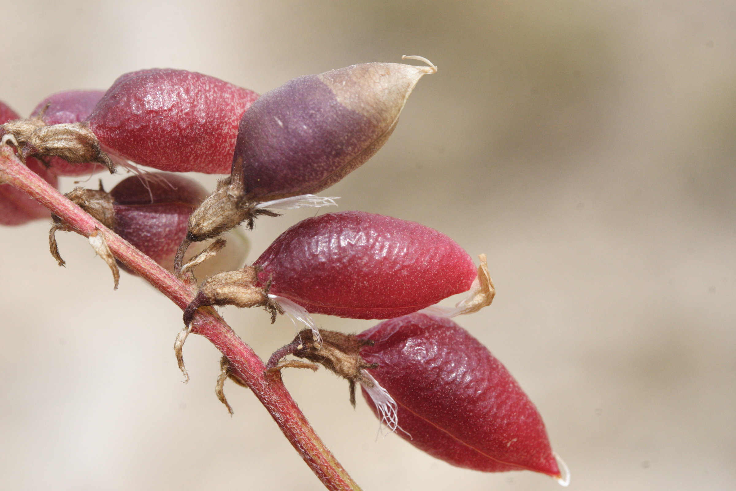 Afficher le média astragalus_australis2md astragalus_australis2md
