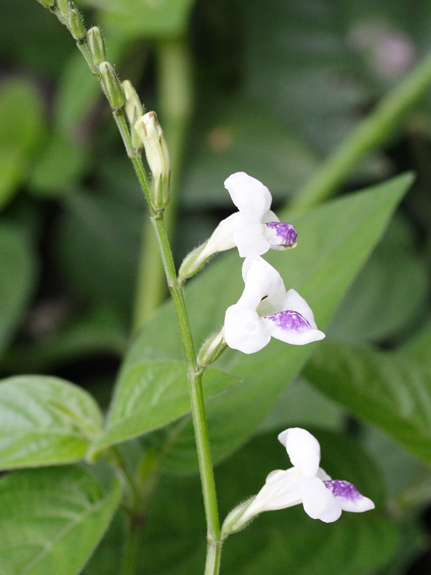 asystasia_gangetica_micrantha2md