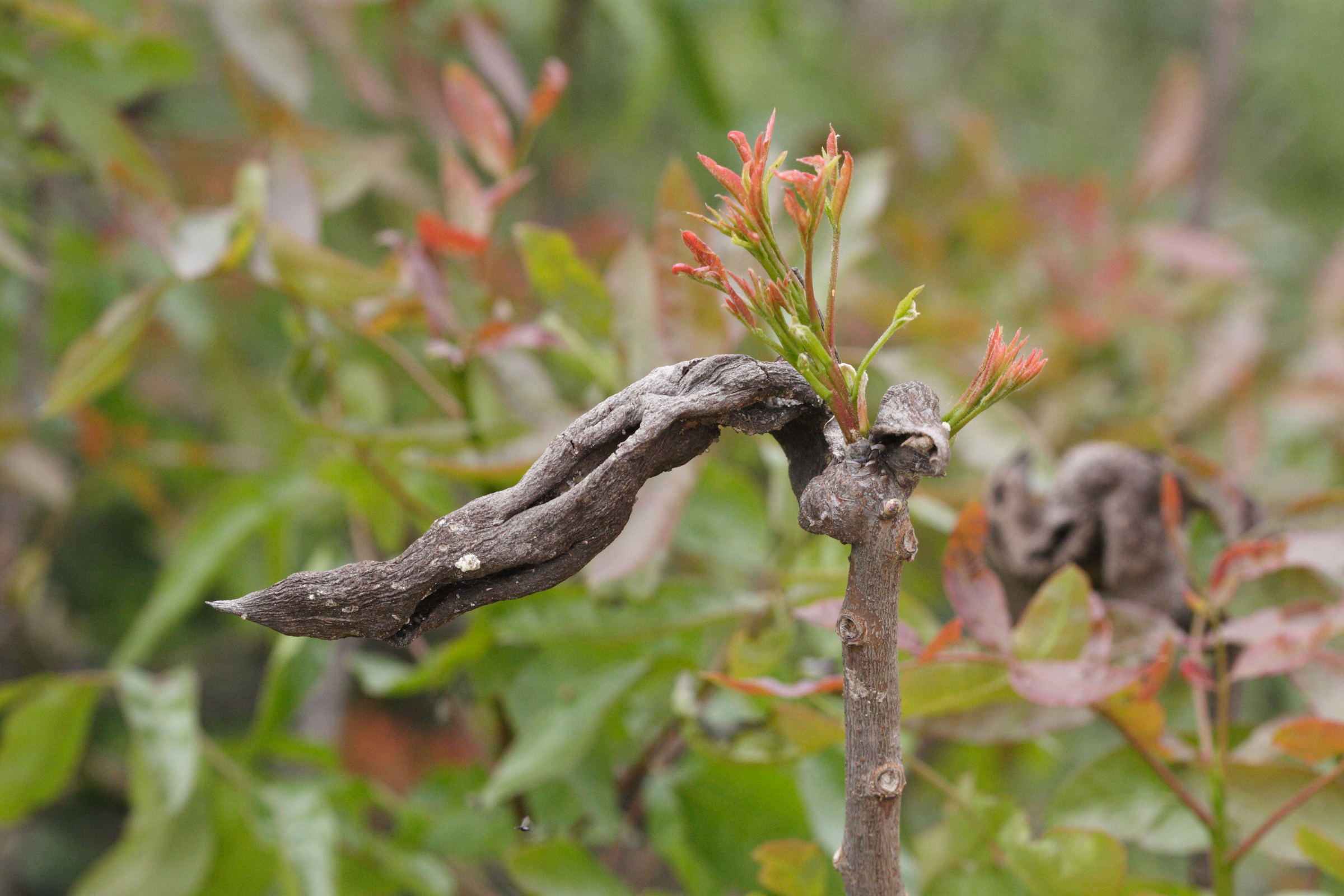 baizongia_pistaciae_galle1md