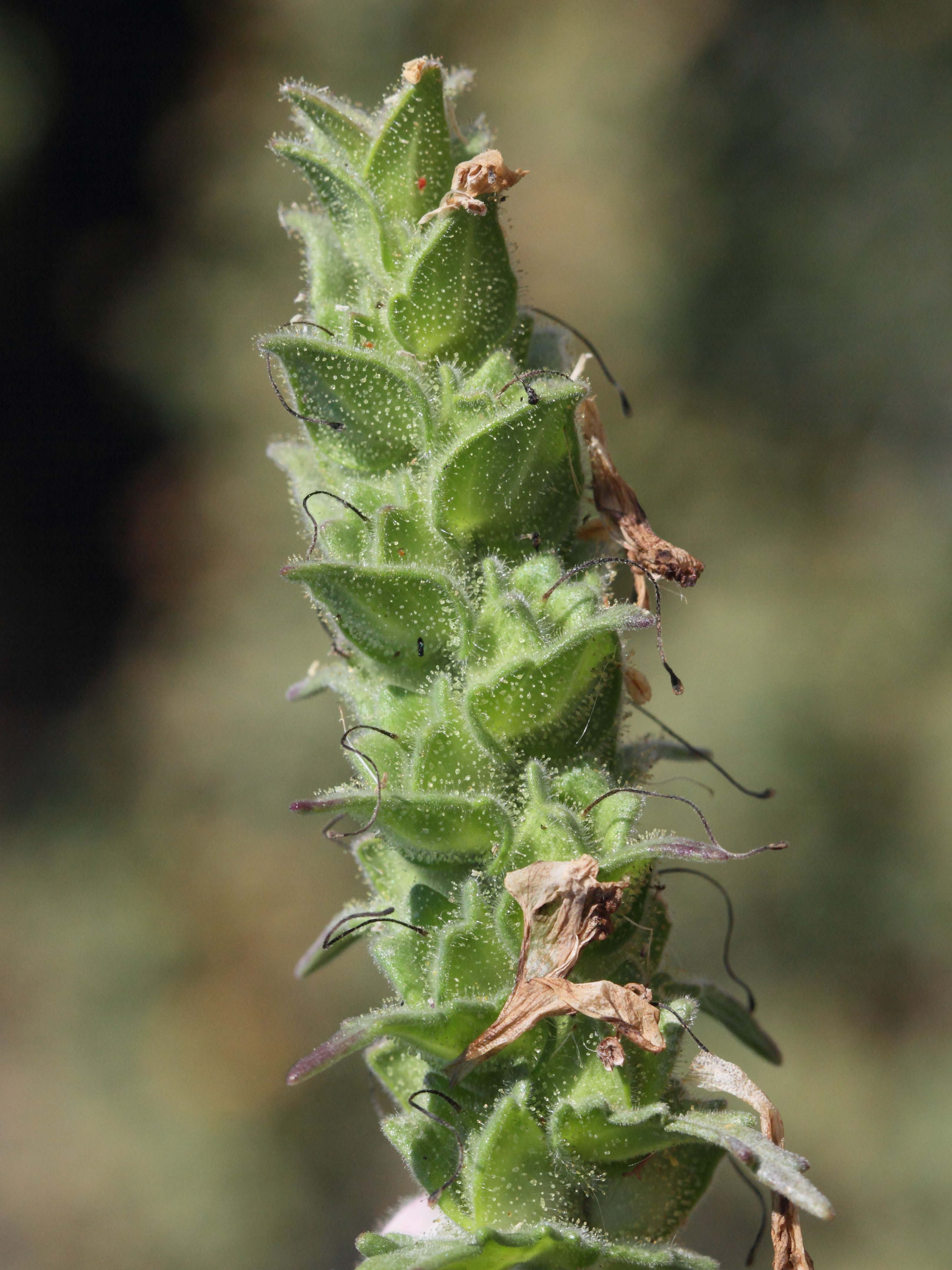 bartsia_trixago4bd