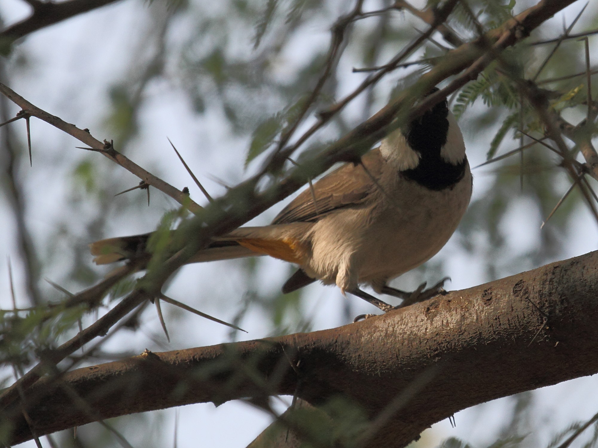 bulbul_a_joues_blanches_-_pycnonotus_leucotis1bd