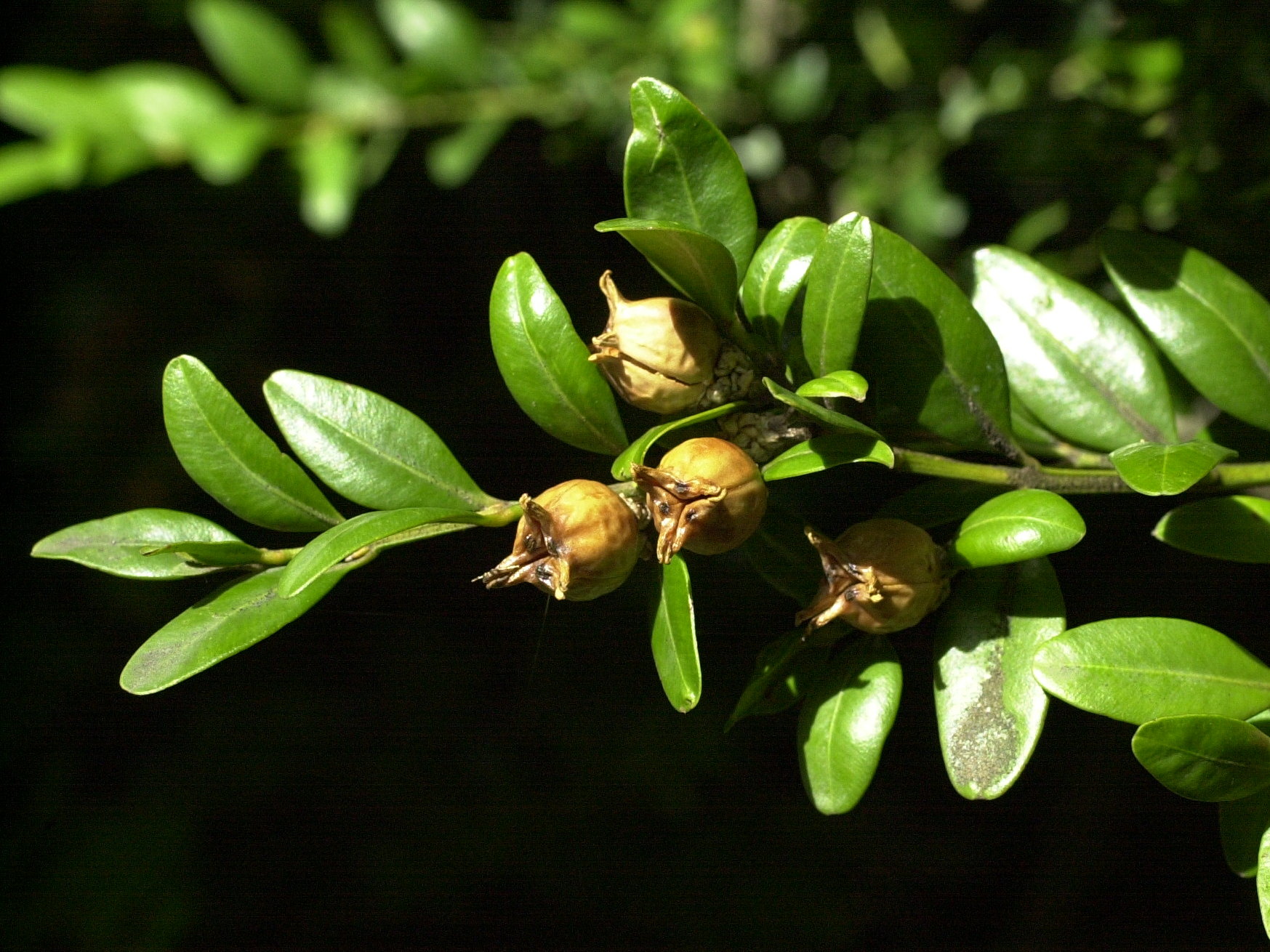 buxus_sempervirens4amd