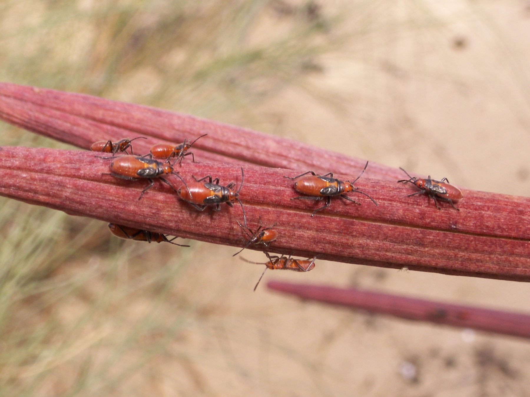 Afficher le média caenocoris_nerii3bd caenocoris_nerii3bd