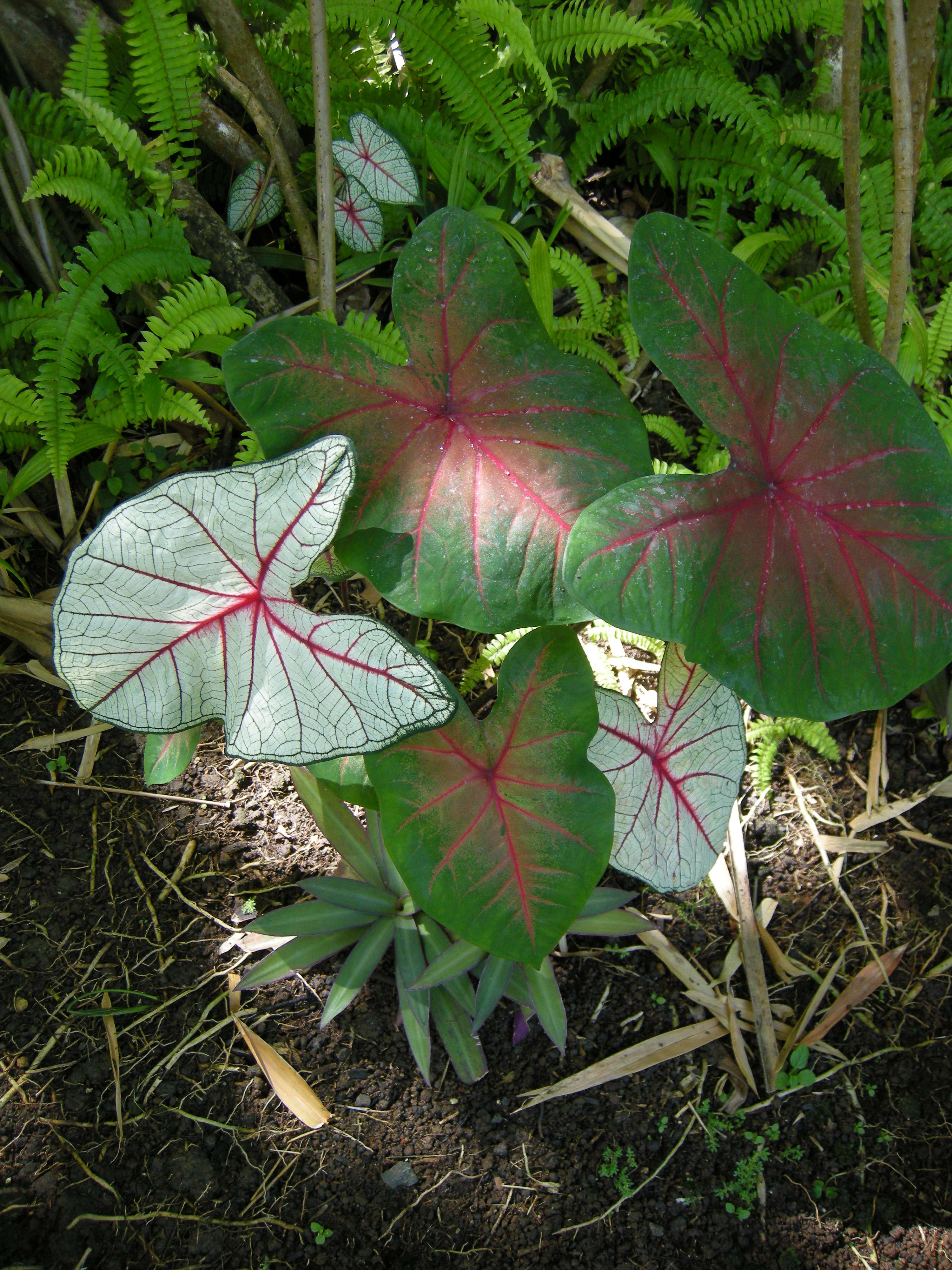 caladium_x_hortulanum2md