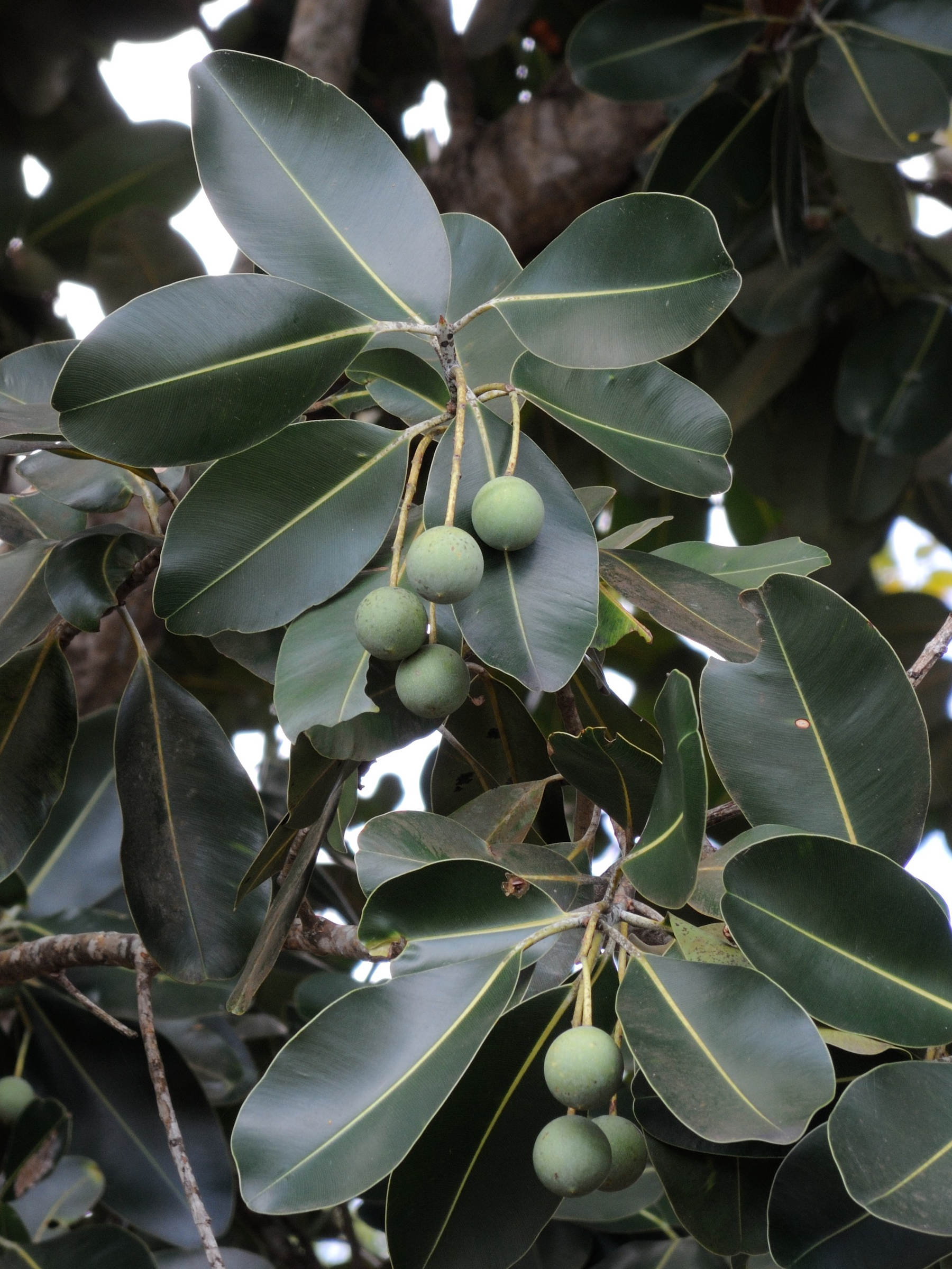 calophyllum_inophyllum4md