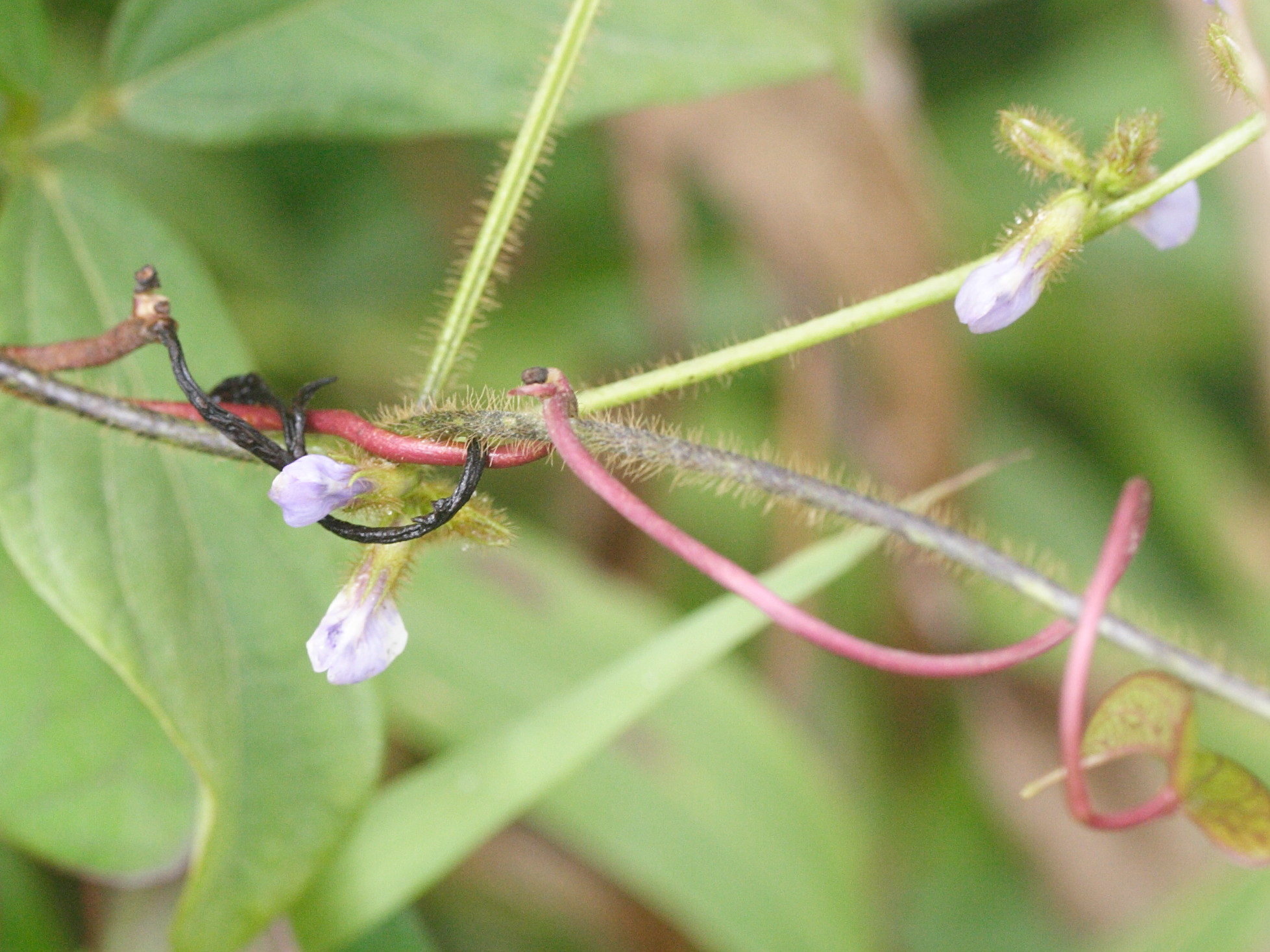calopogonium_mucunoides3md