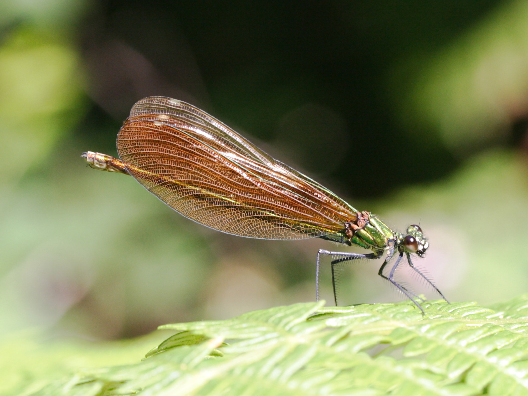 Afficher le média Calopteryx_virgo Calopteryx_virgo