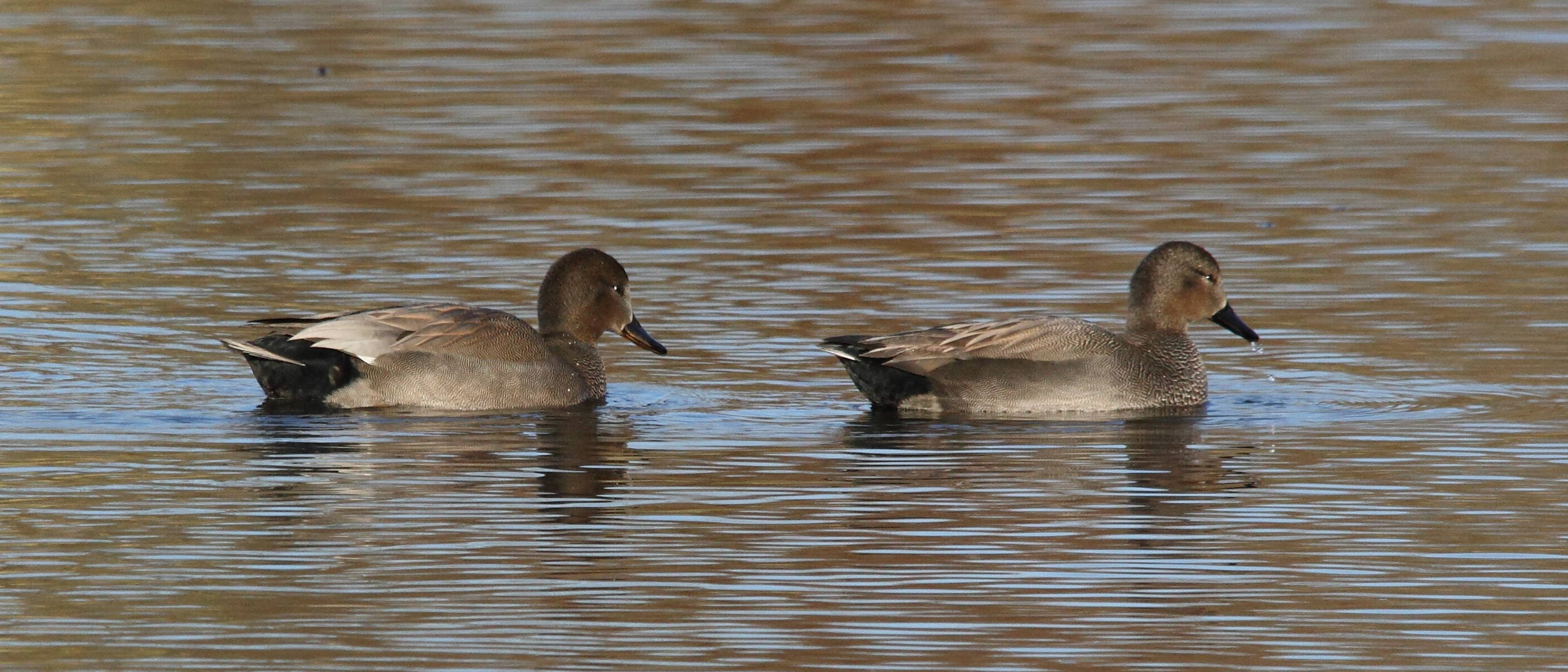 canard_chipeau_-_anas_strepera4md