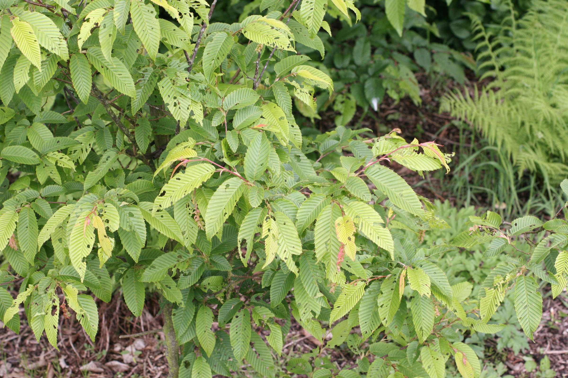 carpinus_japonica1md