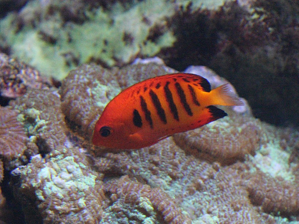 centropyge_loricula2bbd