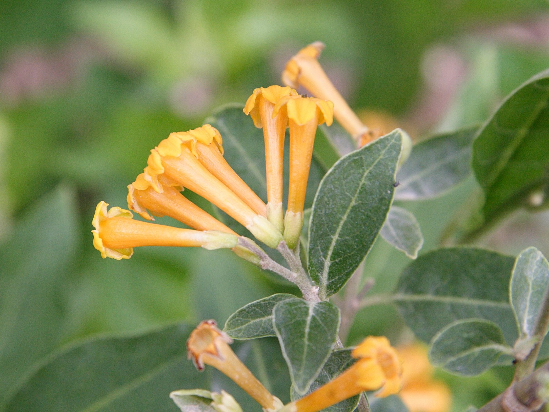 cestrum_aurantiacum3md