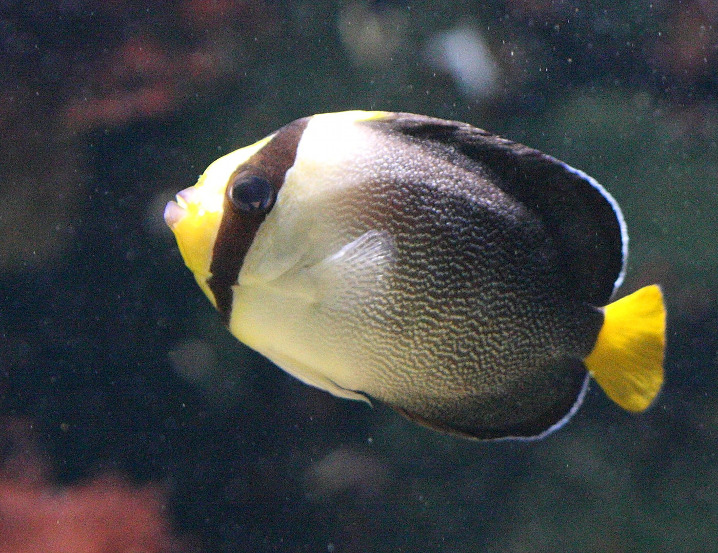 Afficher le média chaetodontoplus_mesoleucos1bd chaetodontoplus_mesoleucos1bd