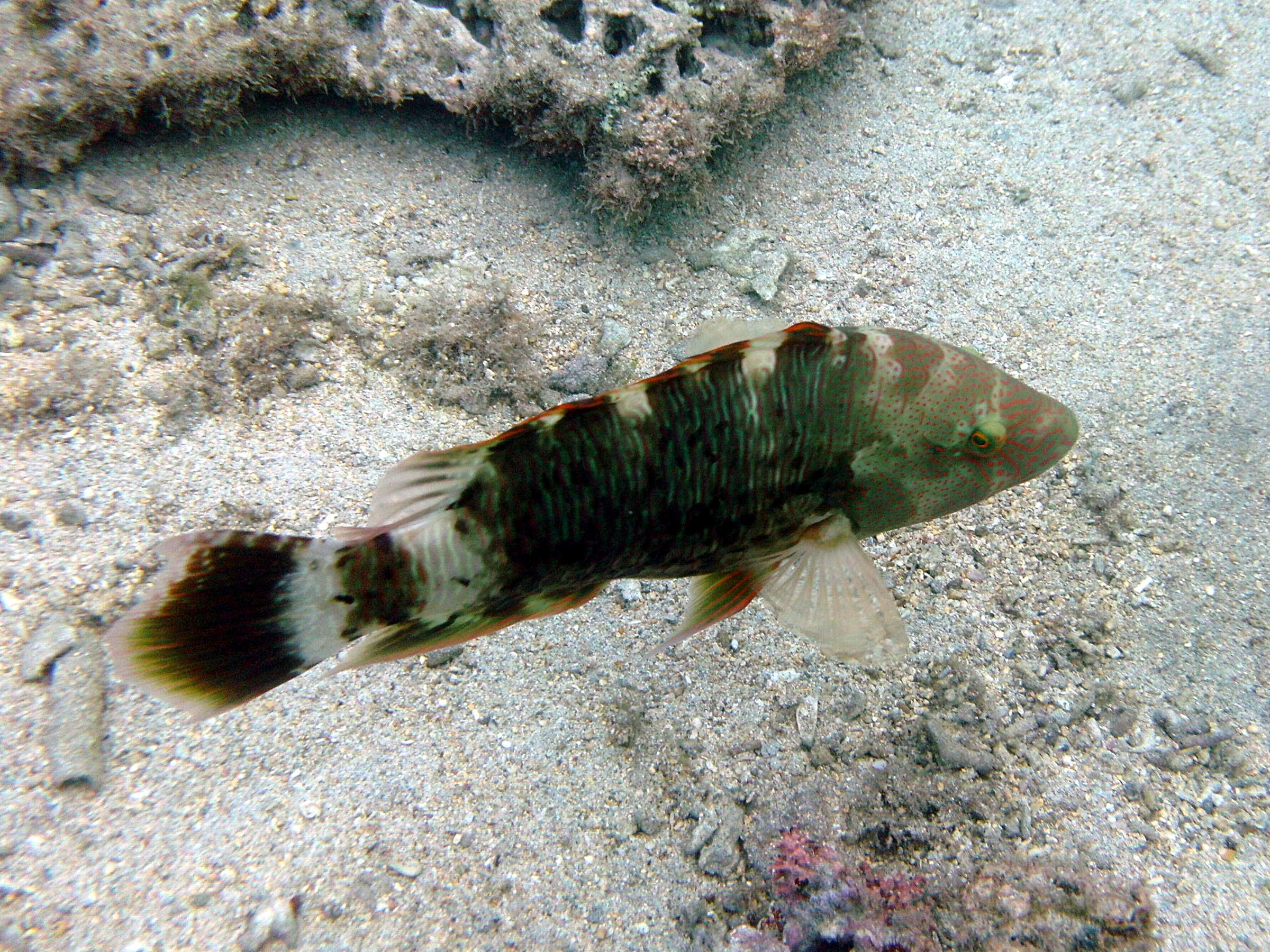 Afficher le média cheilinus_trilobatus2bd cheilinus_trilobatus2bd