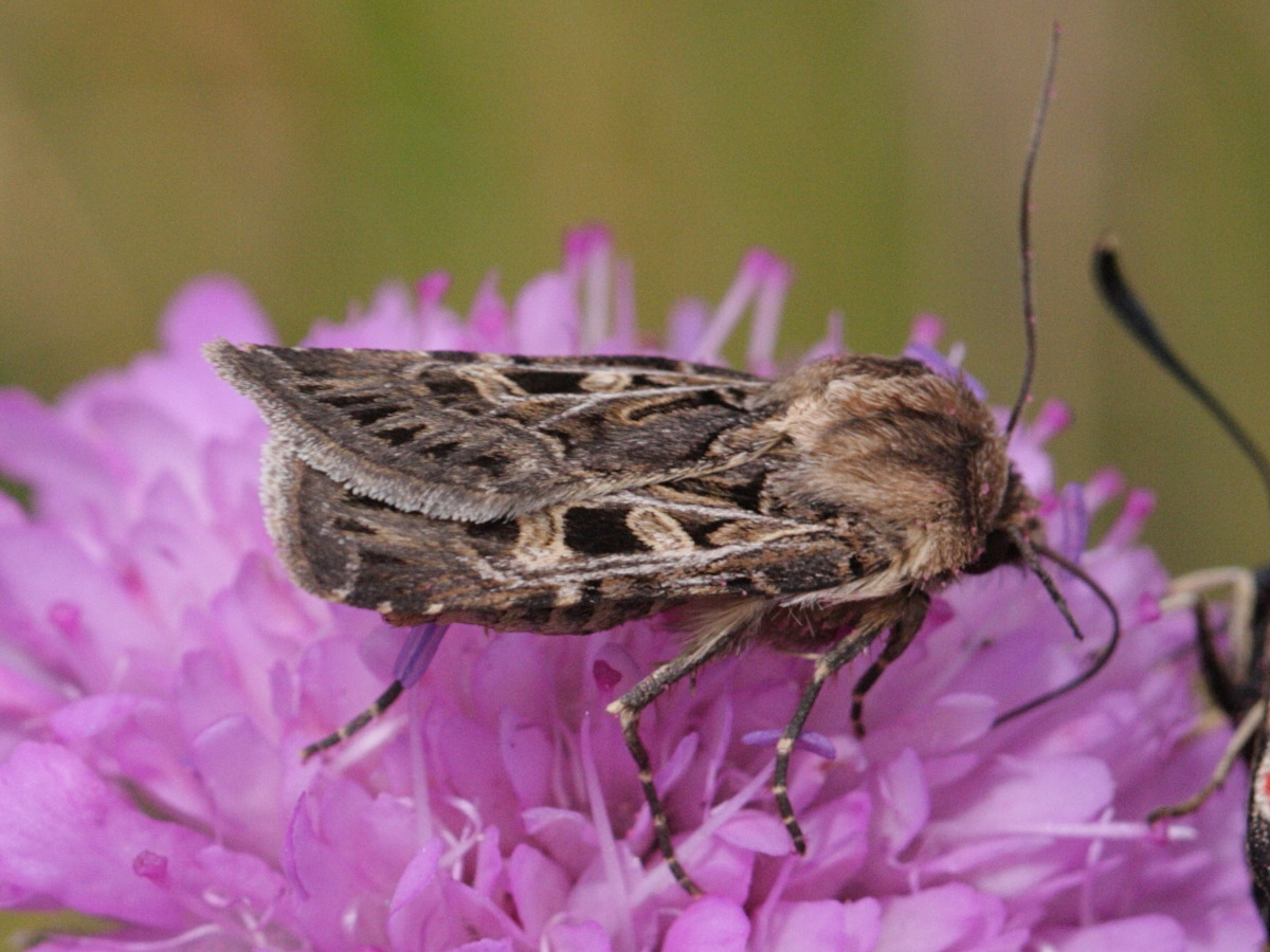 chersotis_alpestris3bd