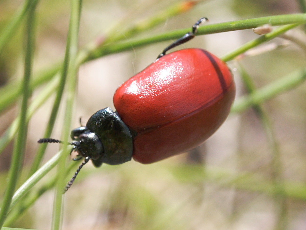 Afficher le média chrysomela_populi1md chrysomela_populi1md