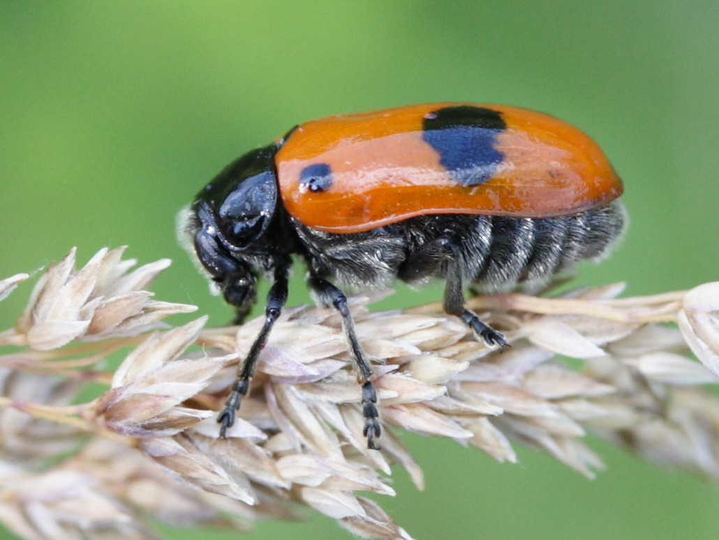 clytra_laeviuscula1md