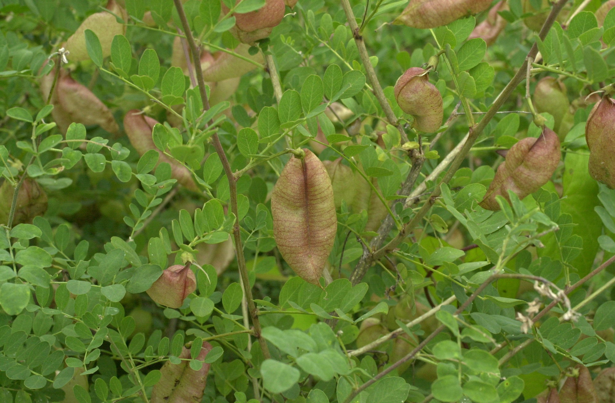 colutea_arborescens4md